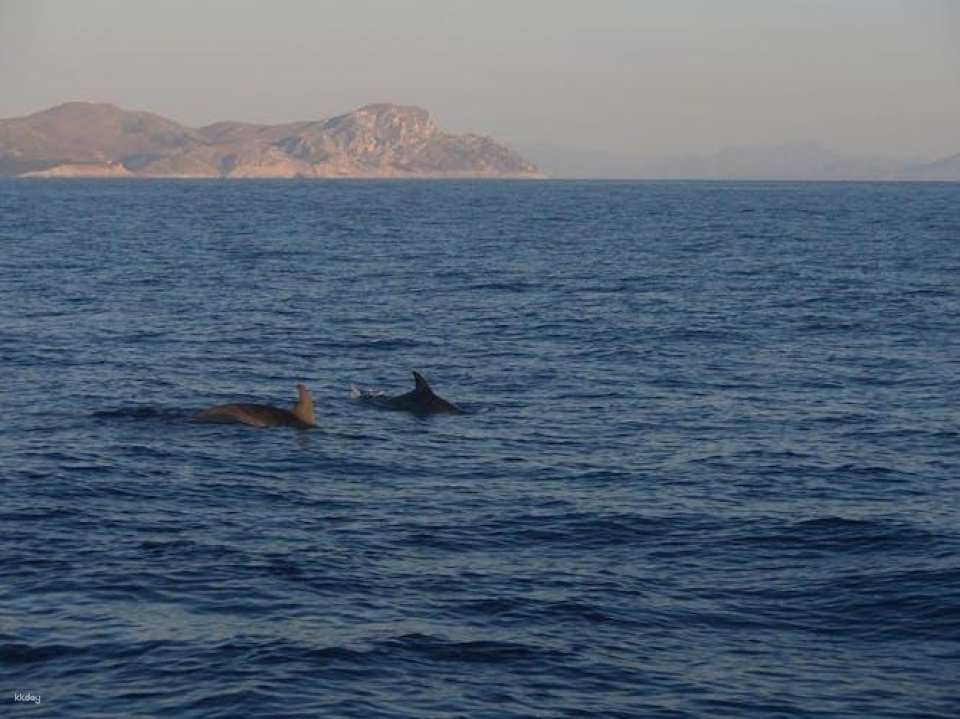 Dolphin watching cruise with transfer by Mayurca Yachting