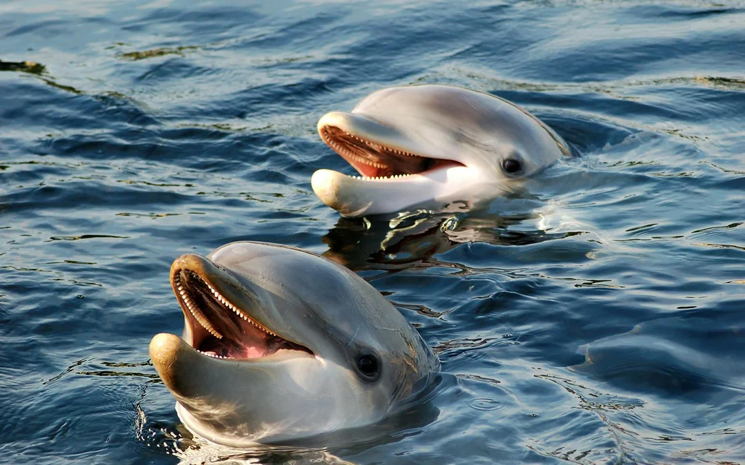 Dolphin Watching Tour at Sunset with Aperitif in Taormina Image 4
