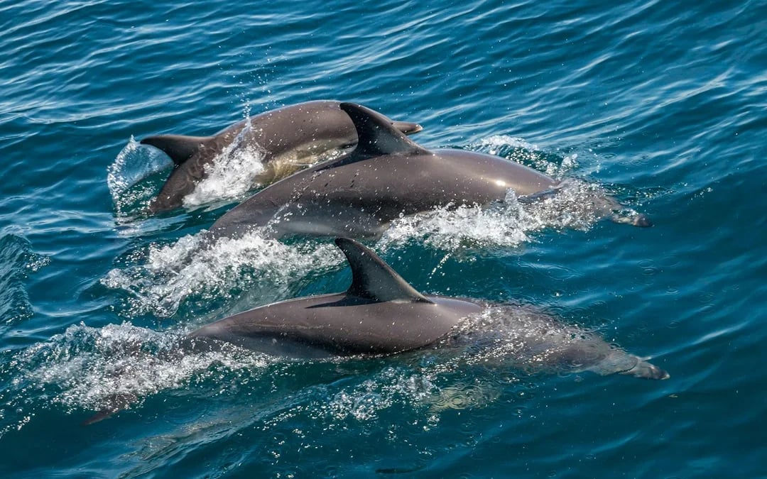Dolphin Watching Tour at Sunset with Aperitif in Taormina Image 6