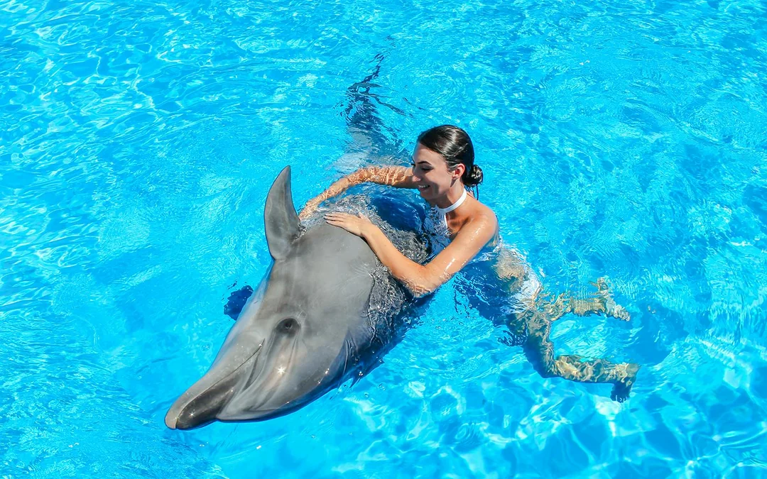 Dolphinarium Pattaya - Swim with Dolphins Experience Image 5