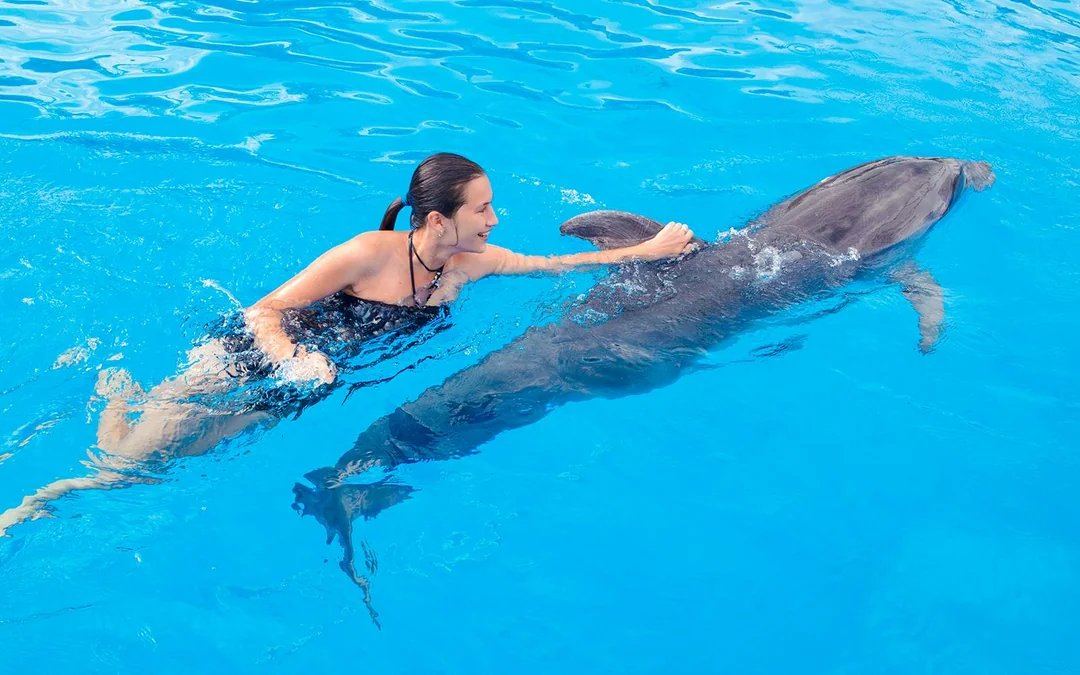 Dolphinarium Pattaya - Swim with Dolphins Experience Image 6