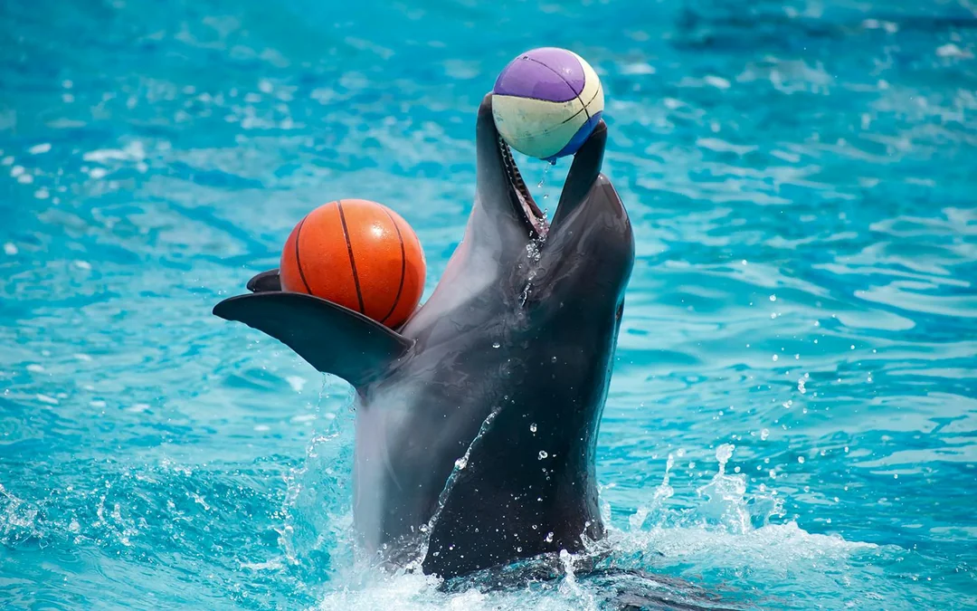 Dolphinarium Pattaya Tickets: Non-Thai Residents Image 4