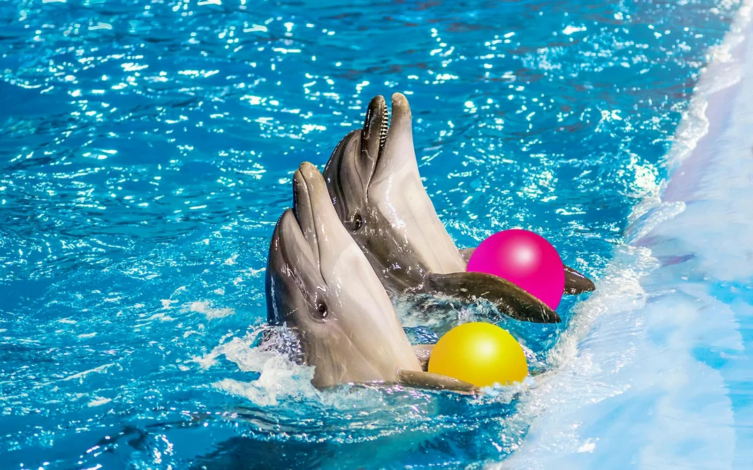 Dolphinarium Pattaya Tickets: Non-Thai Residents Image 7
