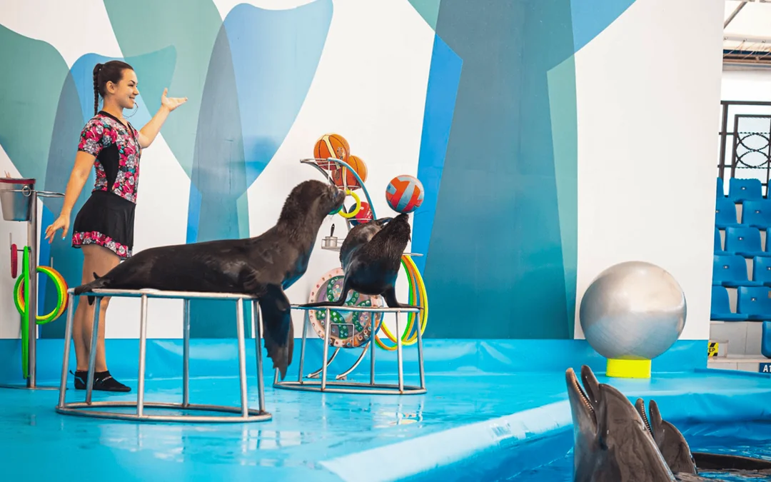 Dolphinarium Pattaya Tickets: Thai Residents Image 4