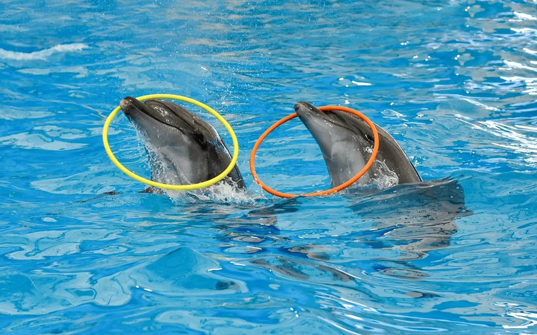 Dolphinarium Pattaya Tickets: Thai Residents Image 5