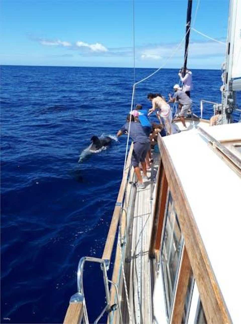 Dolphins and Whales Cruise Trip from Funchal