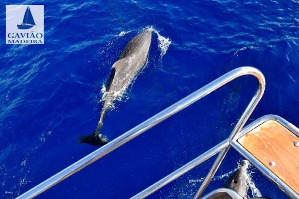 Dolphins and Whales Cruise Trip from Funchal