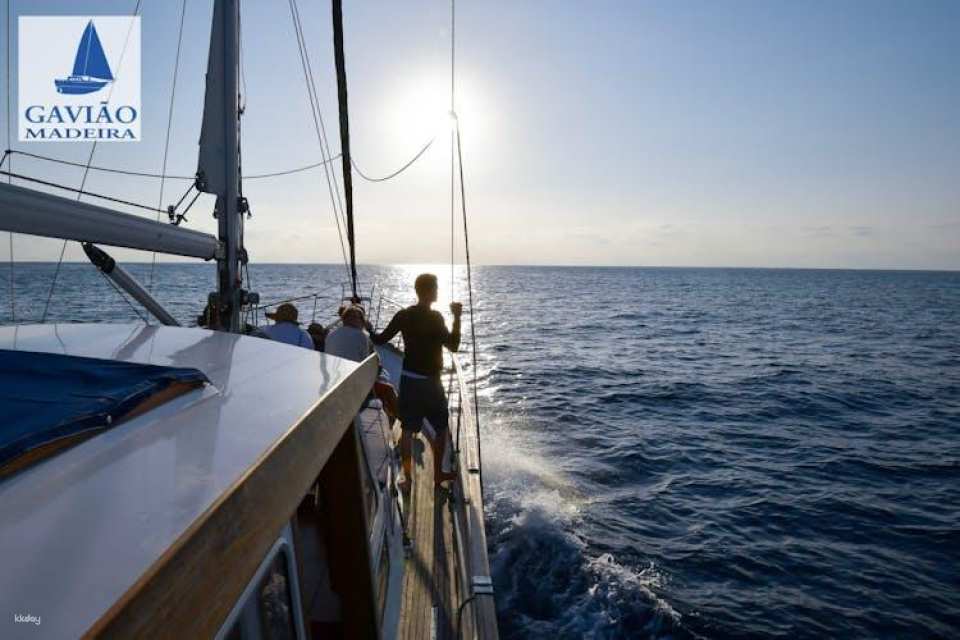 Dolphins and Whales Cruise Trip from Funchal