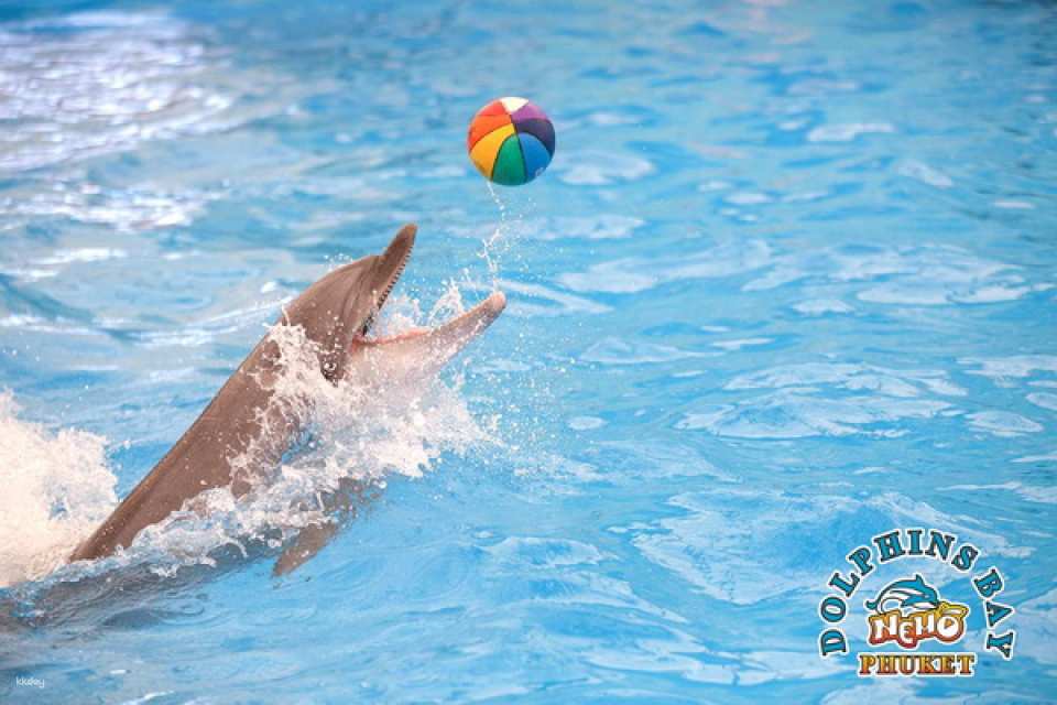Dolphins Bay Phuket Ticket | Thailand