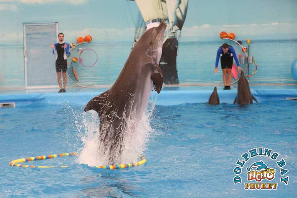 Dolphins Bay Phuket Ticket | Thailand