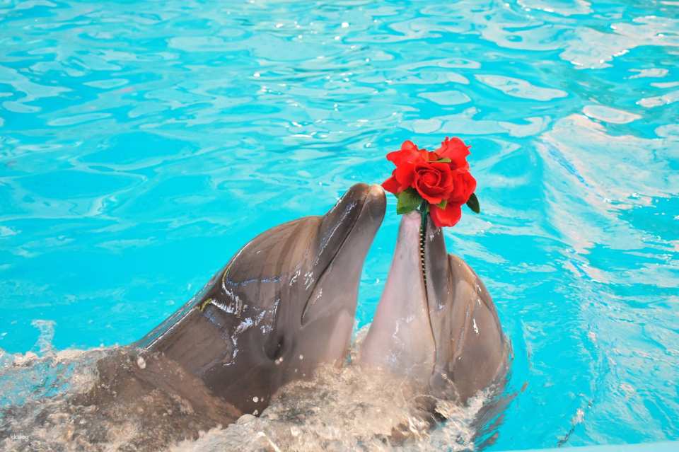 Dolphins Bay Phuket Ticket | Thailand