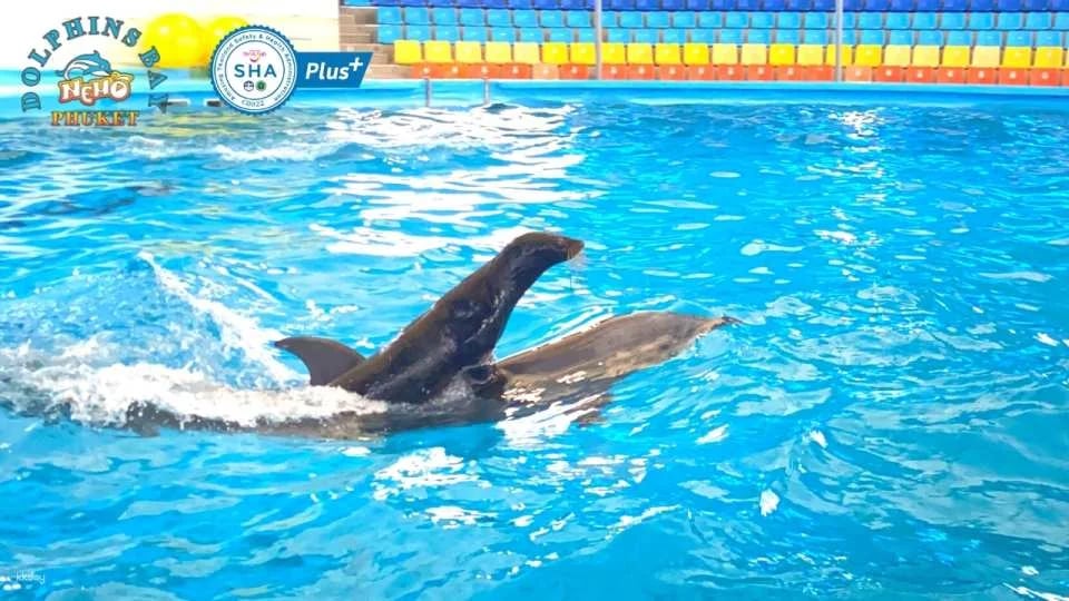 Dolphins Bay Phuket Ticket | Thailand