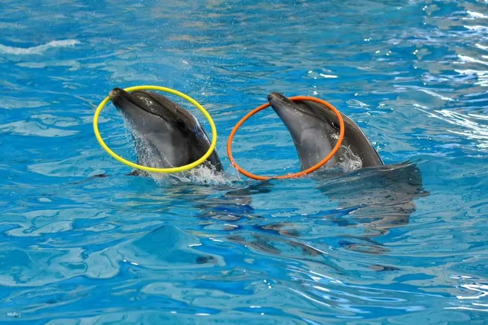 Dolphins Bay Phuket Ticket | Thailand