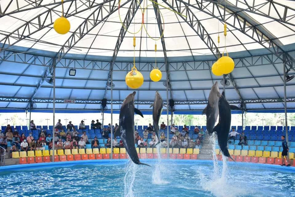 Dolphins Bay Phuket Ticket | Thailand
