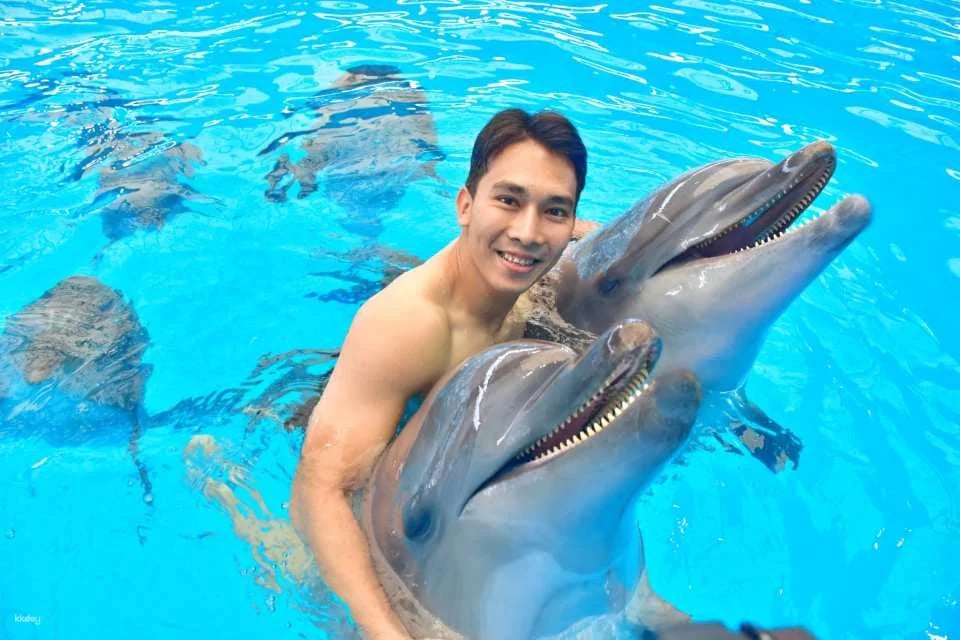 Dolphins Bay Phuket Ticket | Thailand