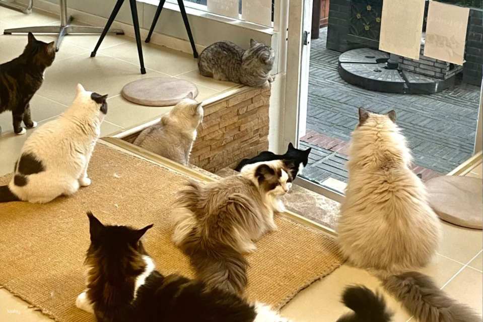 Drink A Friday Cat Cafe in Chengdu | A popular cat cafe in Kuanzhai Alley