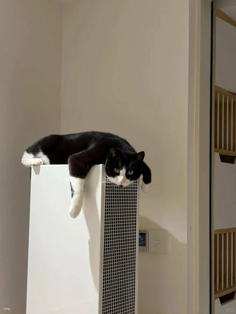 Drink A Friday Cat Cafe in Chengdu | A popular cat cafe in Kuanzhai Alley