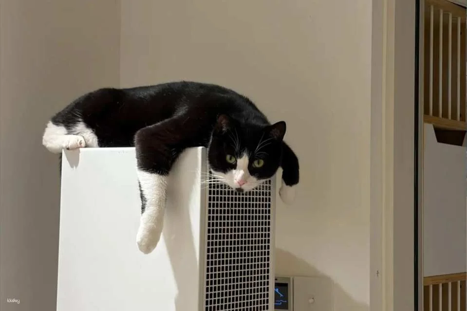 Drink A Friday Cat Cafe in Chengdu | A popular cat cafe in Kuanzhai Alley