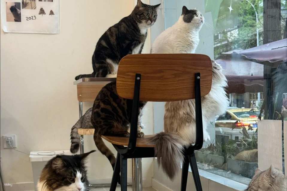 Drink A Friday Cat Cafe in Chengdu | A popular cat cafe in Kuanzhai Alley