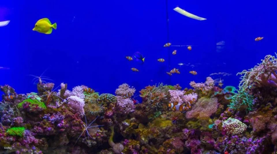 Dubai Aquarium and Underwater Zoo Ticket