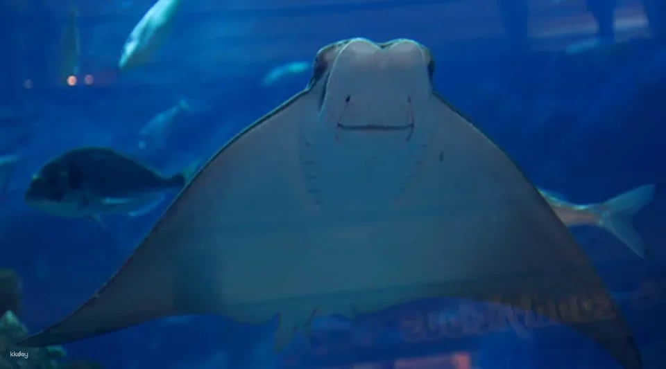 Dubai Aquarium and Underwater Zoo Ticket