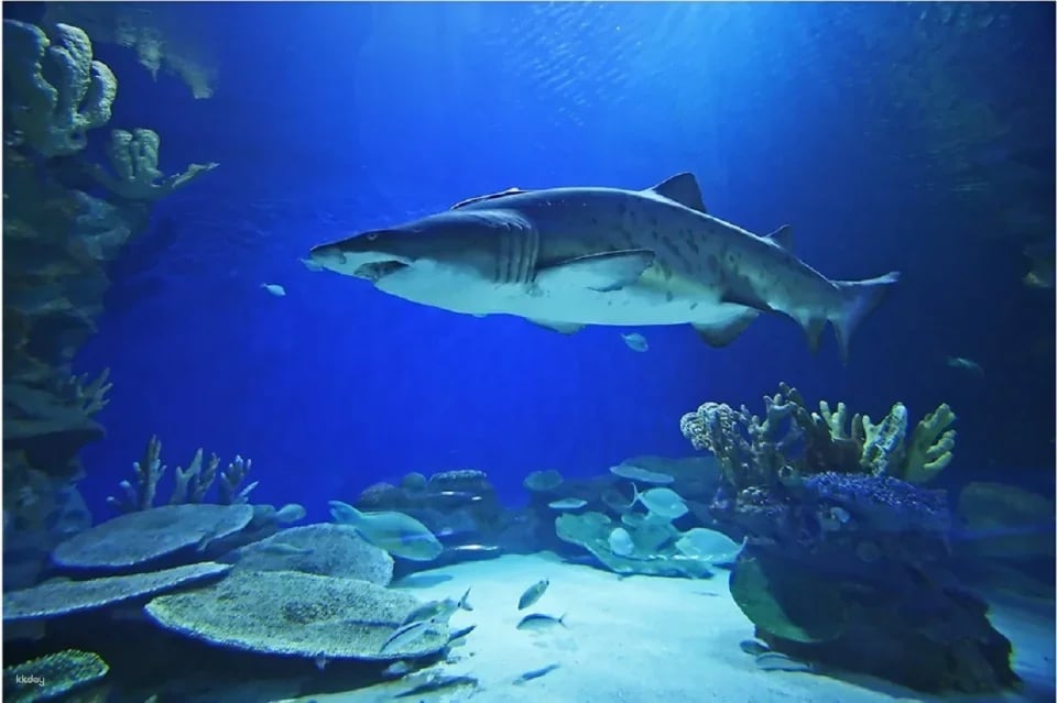 Dubai Aquarium and Underwater Zoo Ticket