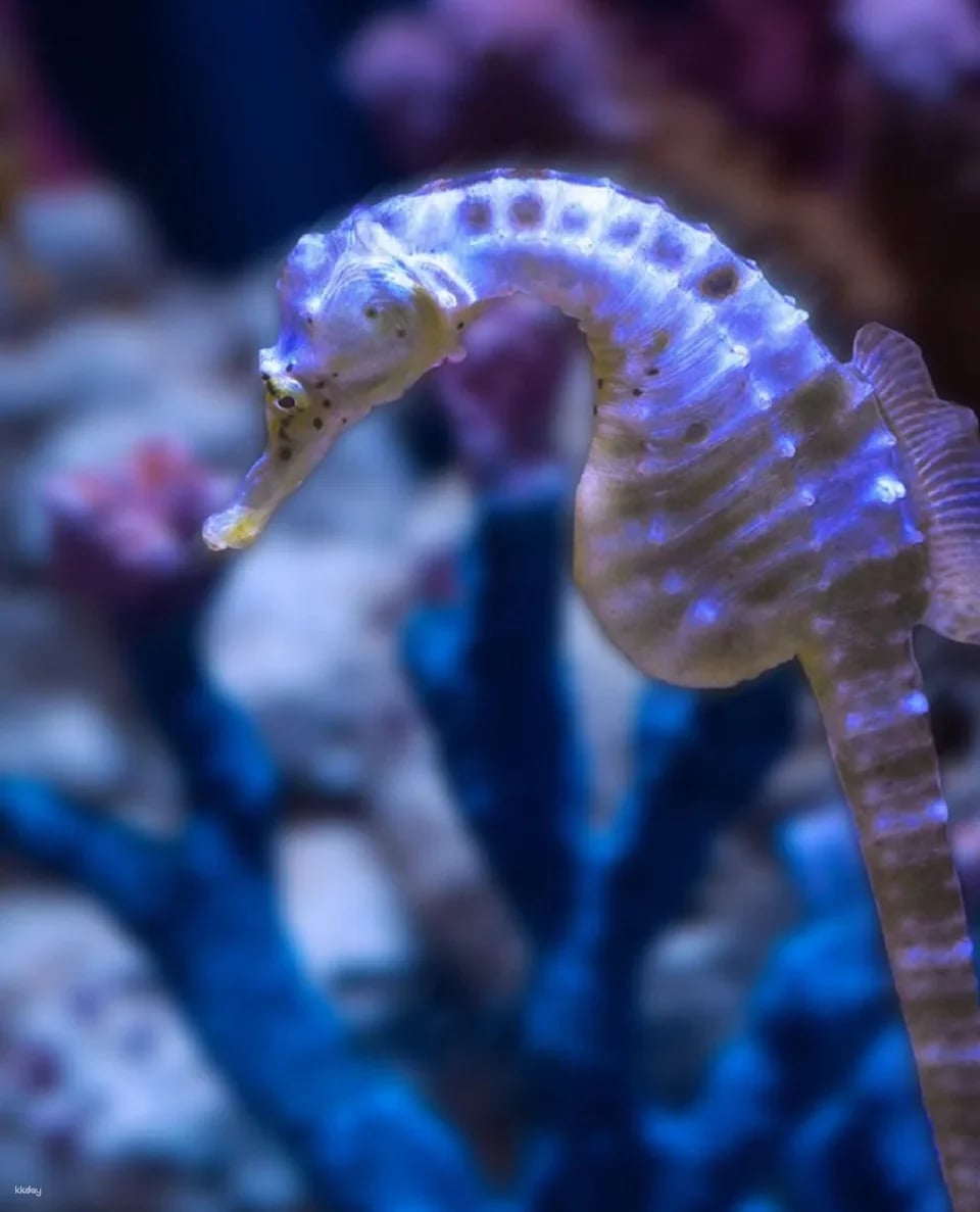 Dubai Aquarium and Underwater Zoo Ticket