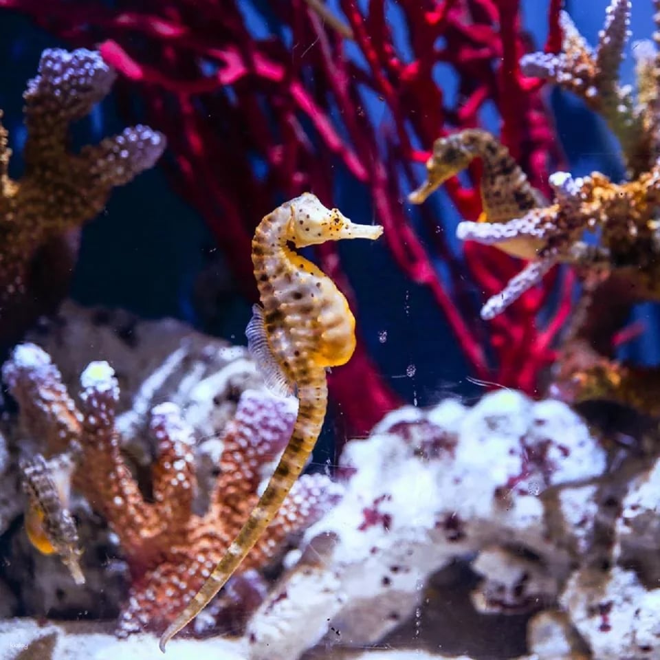 Dubai Aquarium and Underwater Zoo Ticket