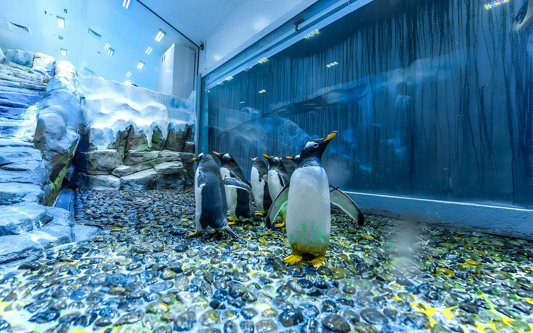 Dubai Aquarium & Underwater Zoo with Penguin Cove Tickets Image 1