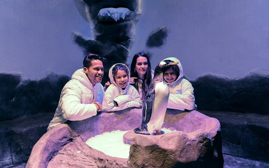 Dubai Aquarium & Underwater Zoo with Penguin Cove Tickets Image 3