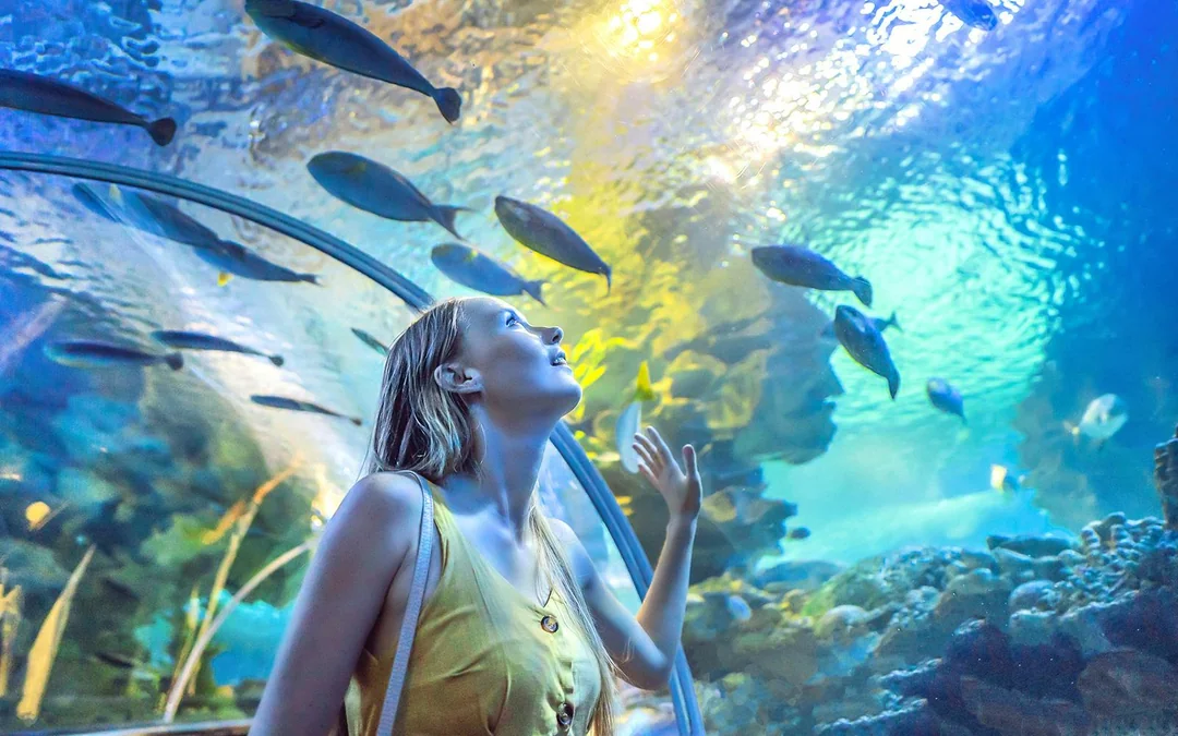Dubai Aquarium & Underwater Zoo with Penguin Cove Tickets Image 4