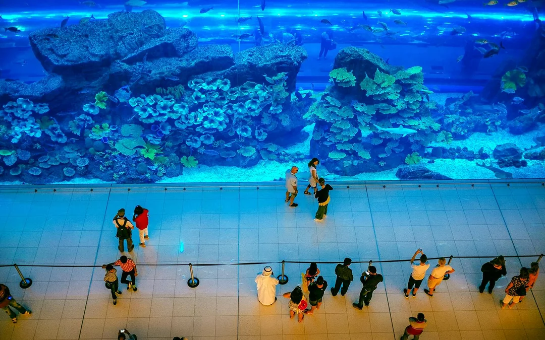 Dubai Aquarium & Underwater Zoo with Penguin Cove Tickets Image 5