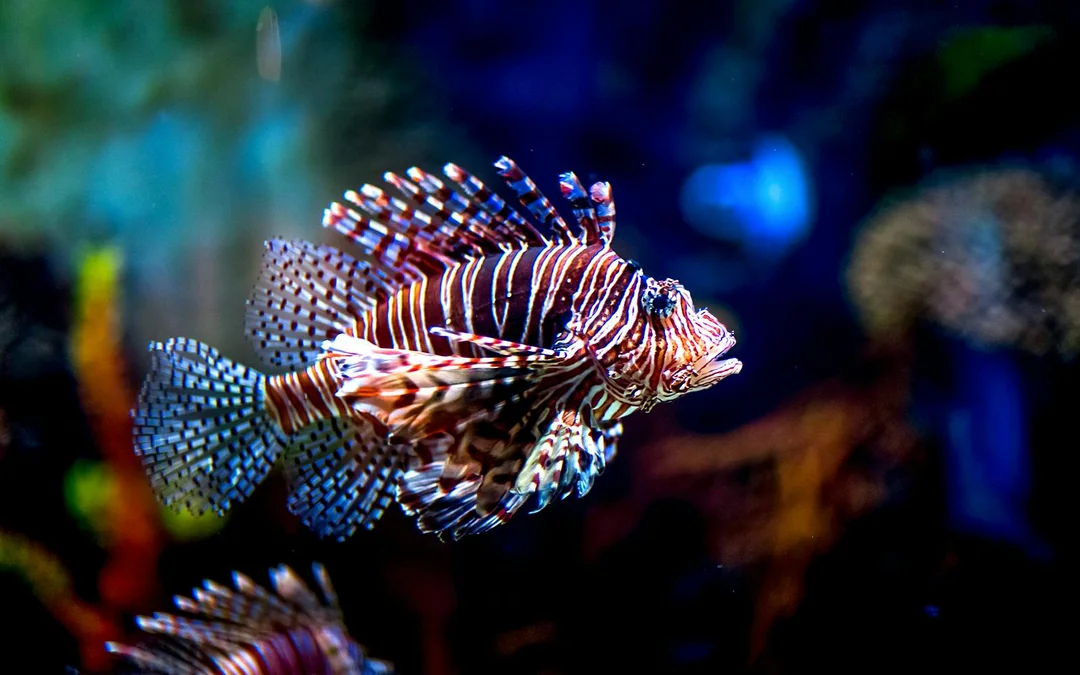 Dubai Aquarium & Underwater Zoo with Ultimate Experience Gold Pass Image 11