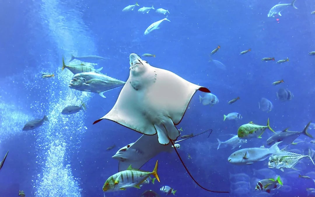 Dubai Aquarium & Underwater Zoo with Ultimate Experience Gold Pass Image 9