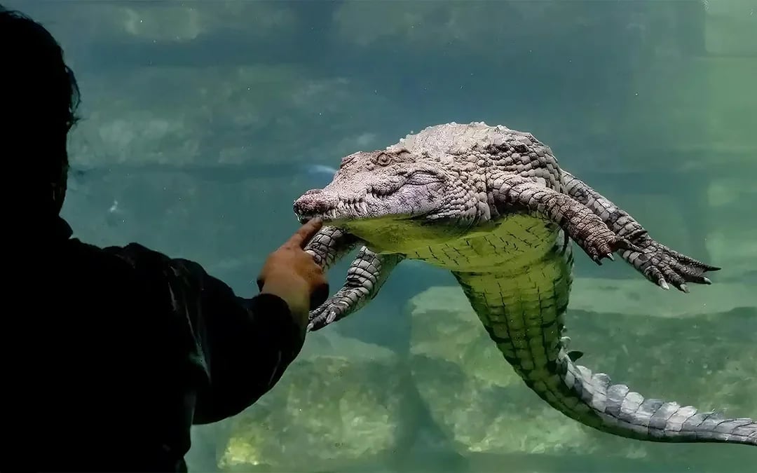 Dubai Crocodile Park Tickets Image 1