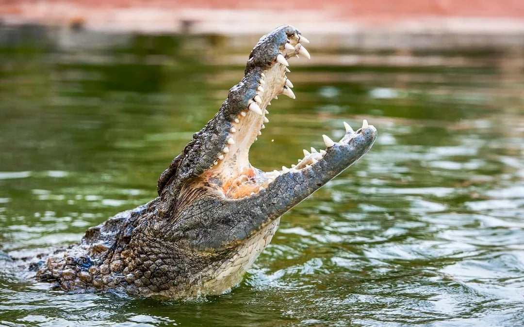 Dubai Crocodile Park Tickets Image 11