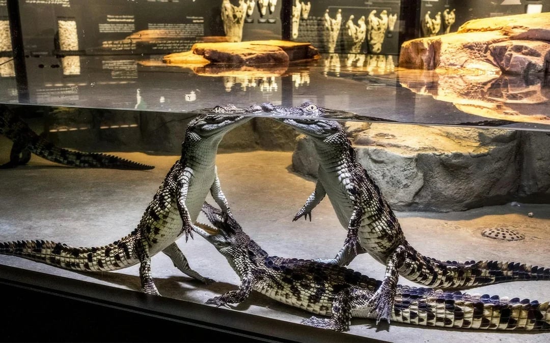 Dubai Crocodile Park Tickets Image 7