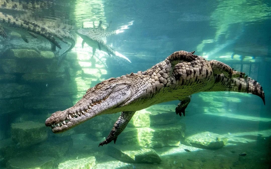Dubai Crocodile Park Tickets Image 9