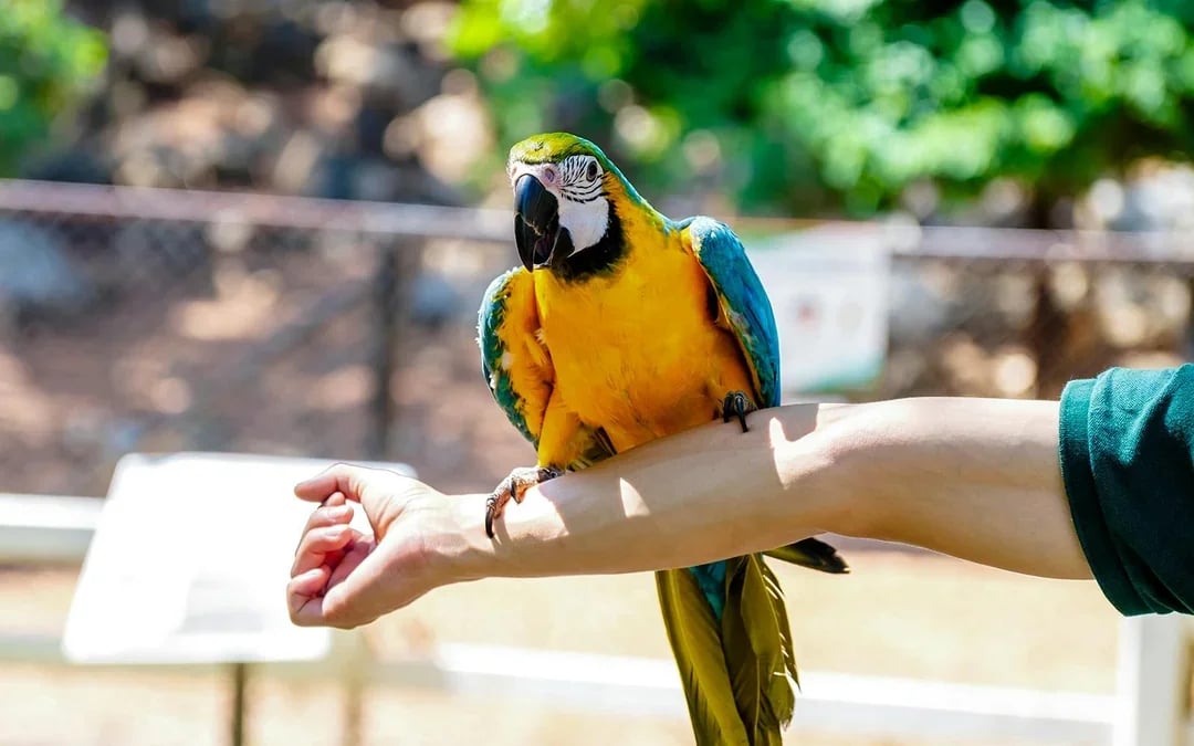 Dubai Dolphinarium: Creek Park Exotic Bird Show Tickets Image 1