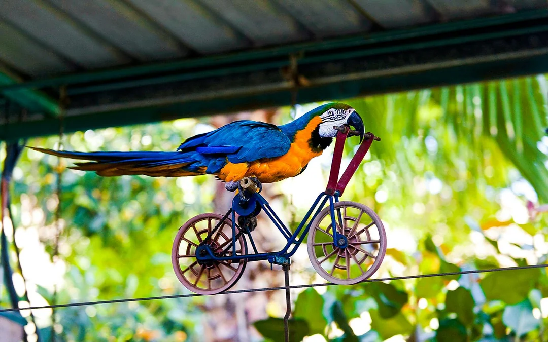 Dubai Dolphinarium: Creek Park Exotic Bird Show Tickets Image 3
