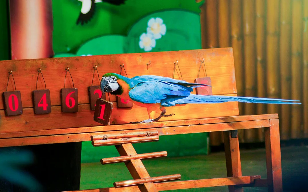 Dubai Dolphinarium: Creek Park Exotic Bird Show Tickets Image 4