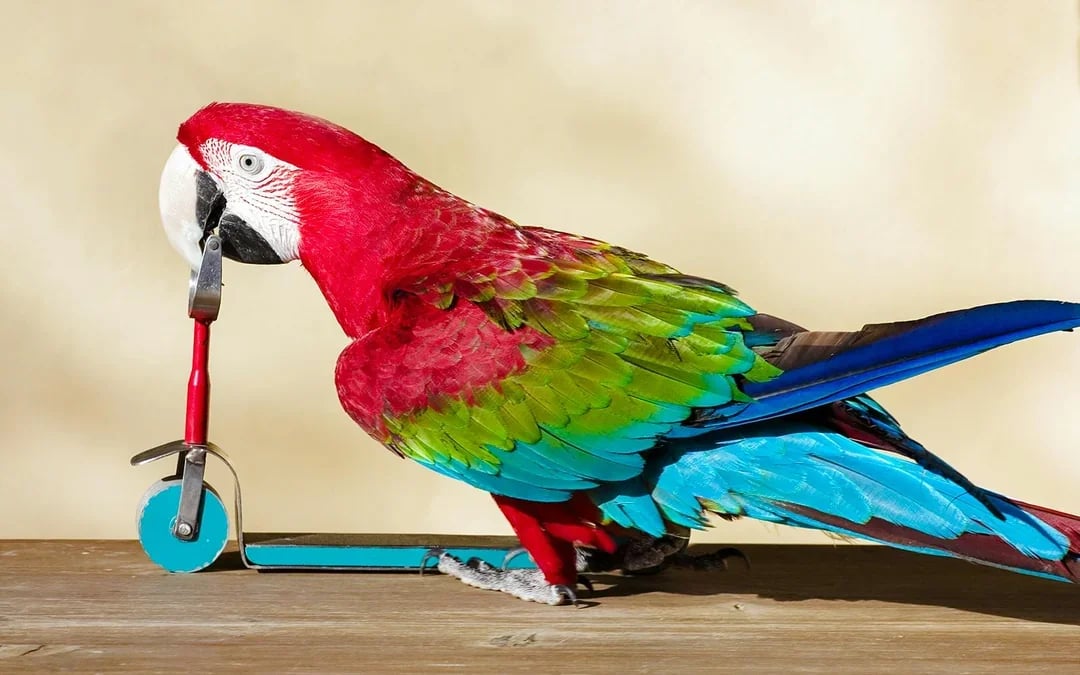 Dubai Dolphinarium: Creek Park Exotic Bird Show Tickets Image 7