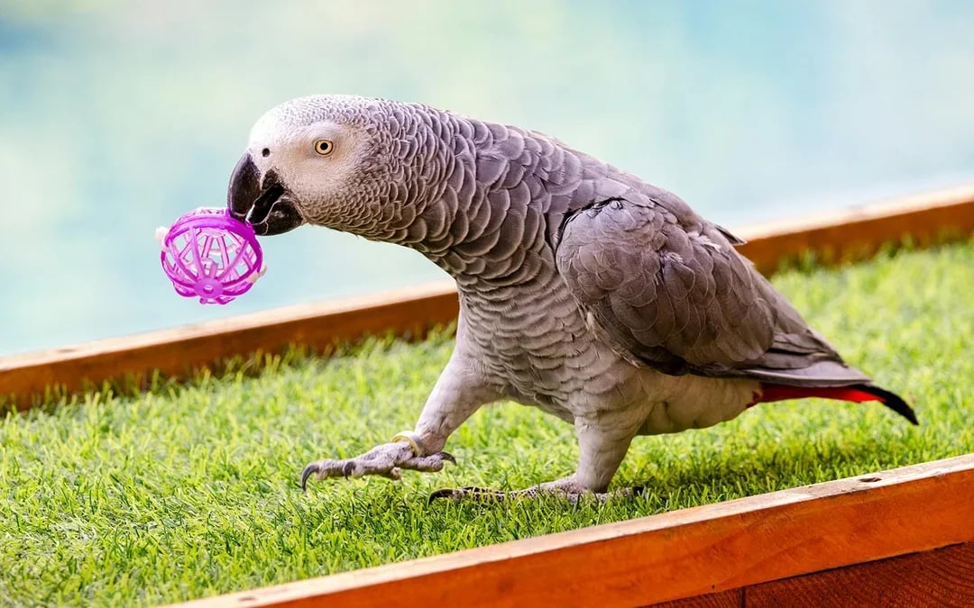 Dubai Dolphinarium: Creek Park Exotic Bird Show Tickets Image 8