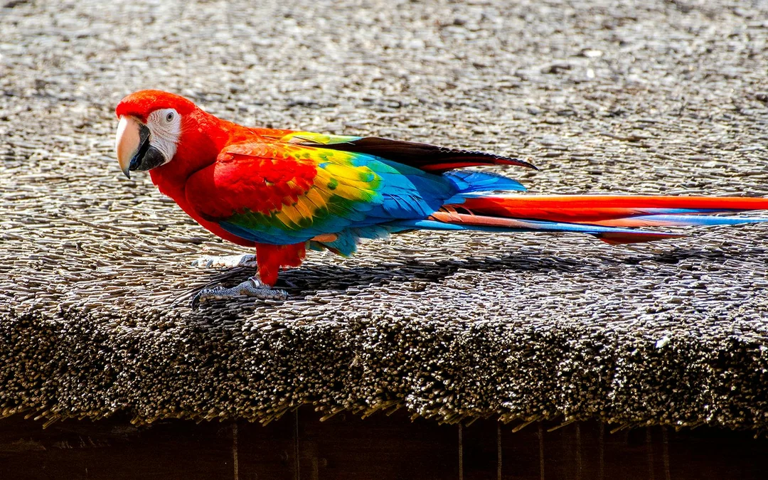 Dubai Dolphinarium: Creek Park Exotic Bird Show Tickets Image 9
