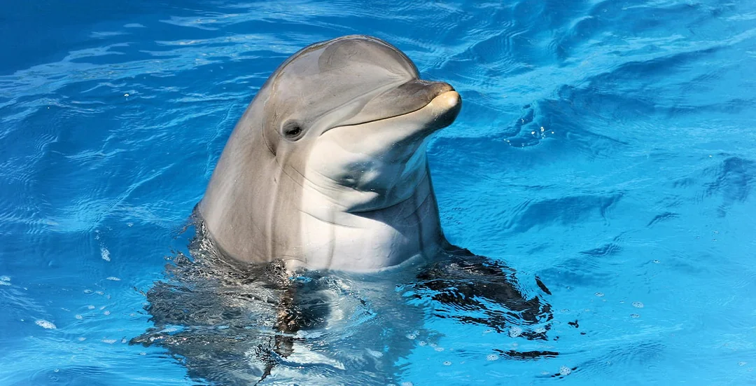 Dubai Dolphinarium: Dolphin & Seal Show + Mirror Maze Tickets with Popcorn Image 1