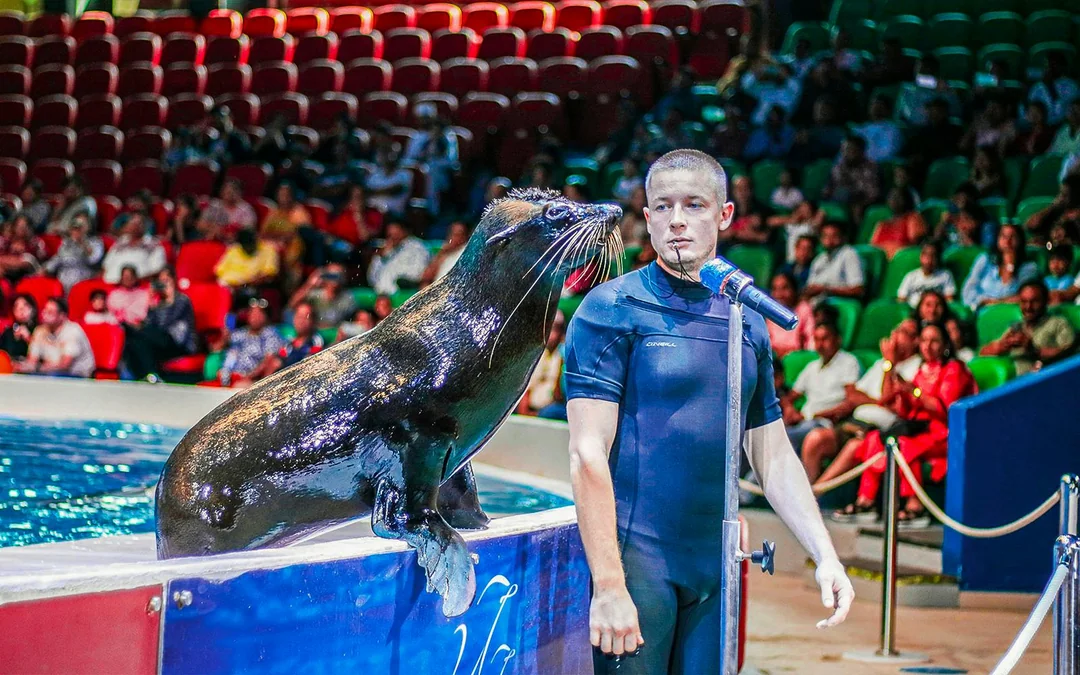 Dubai Dolphinarium: Dolphin & Seal Show Tickets Image 2
