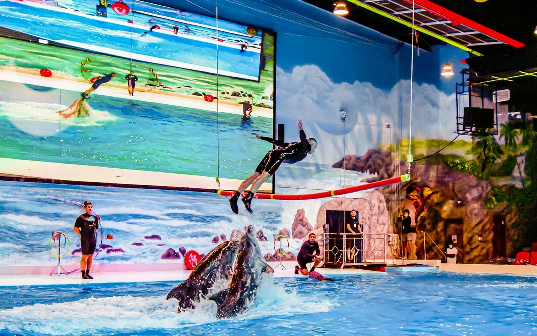 Dubai Dolphinarium: Dolphin & Seal Show Tickets Image 4