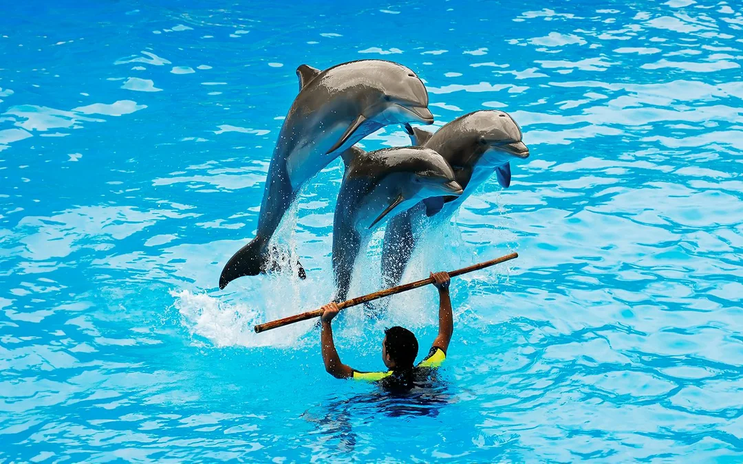 Dubai Dolphinarium: Dolphin & Seal Show Tickets Image 5