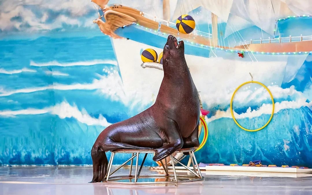Dubai Dolphinarium: Dolphin & Seal Show Tickets Image 6