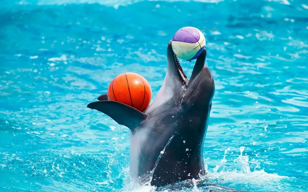 Dubai Dolphinarium: Dolphin & Seal Show Tickets Image 8